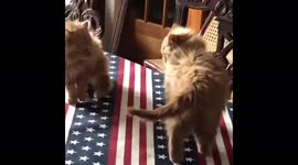My two kitties are brother and sister they always fight.