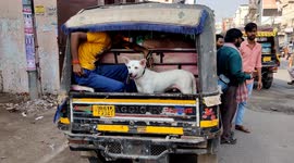 A dog traveled by Auto backside in Indian street