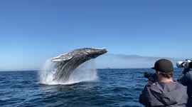 Stunning slo-mo captures breaching humpback splash group of 'thrilled' whale watchers off California