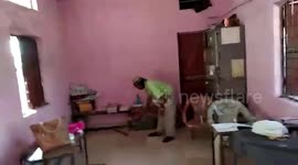 8-foot-long Indian Rat Snake slithers into government school, rescued in central India