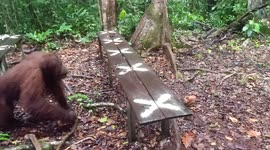 Orangutan Moving Fast To Feeding Platform (Orangutans Feeding Time)