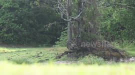 Giant tusker strolls amid woods in daylight in Sri Lanka