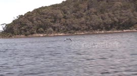 Rescued pelican pirouettes around in water for food, dazzling tourists in Australia