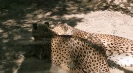 Two Cheetah laying down Kissing each other in the Zoo