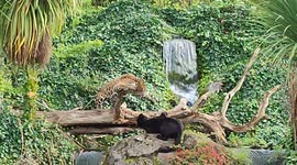 Panther and leopard have adorable squabble at Chester zoo