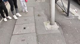 Bizarre moment A CRAB stuns Parisians as it strolls through Ivry-sur-Seine