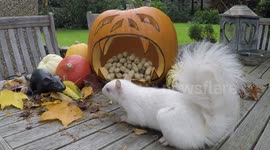 Rare wild albino squirrel could be a ghost and thinks that Halloween is
