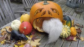Halloween pumpkin eats incredibly rare albino squirrel in South London garden !