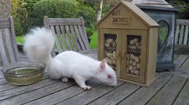 Extremely rare albino squirrel calmly approaches London homeowner for food