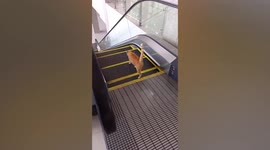 Silly cat struggles climbing down upward-moving escalator in Thailand