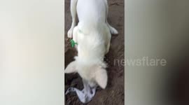 Heartbreaking scene as mama dog tries to pull dead pup from grave