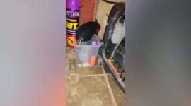 Mouse shakes in fear while hiding from a cat in Indonesia