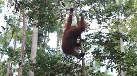 King Of ORANGUTANS Borneo, King Of The Jungle, (How Big Orangutan BORNEO)