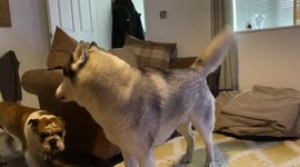 Talking Husky Says Good Morning