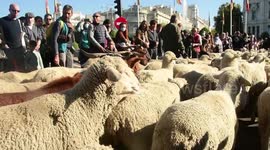 Mil Ovejas y cien cabras recorren Madrid en la XXVIII Fiesta de la Trashumancia