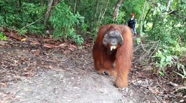 Orangutan casually strolls past photographers as it makes its way into Indonesian forest