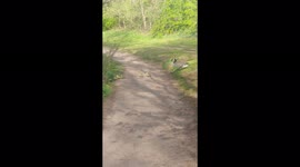 Geese and goslings