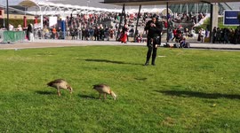 Geese Join in The MCM Comic Con In London