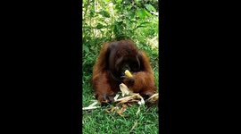 Orangutans King is having fun eating corn (Orangutan BORNEO)