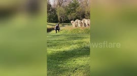 Chinese tourist breaks into white tigers' enclosure and stands just few feet away from streak