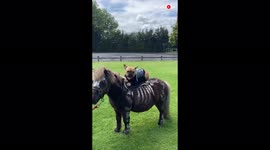 'Adorable French Bulldog & Mini Horse go for a walk in matching Halloween costumes '