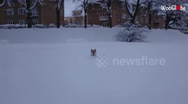 Excited Shiba Inu hops around as it attempts to navigate through heaps of snow