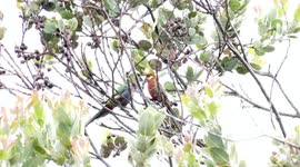 Strange parrot behaviour – a female Red-Capped Parrot being fed by a male Western Rosella