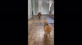'Cute dogs dressed as teddy bear and lion for Halloween'