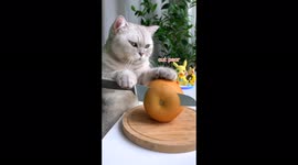 Cat chef goes viral on TikTok with 3 million fans as pet appears to 'COOK' gourmet recipes