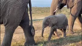 A walk in the wilderness with orphaned albino elephant, Khanyisa