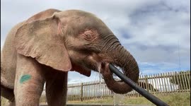 Orphaned albino elephant, Khanyisa, enjoys drinking from the hose pipe