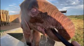This albino elephant calf is a big fan of being sprayed down with hosepipe
