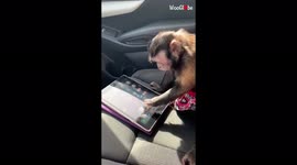 This pet monkey is infatuated with owner's iPad