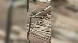 Panic ensues among locals after spotting cobra in central India