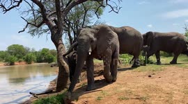 Join the Jabulani herd of rescued elephants for a swim at the dam