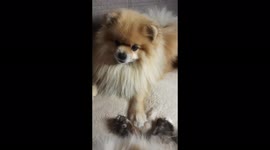 Friendship of a cute pomeranian with a cat, Mogilev, Belarus