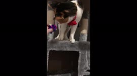 Adorable rescued cat can’t stop knocking her ball off her cat tree