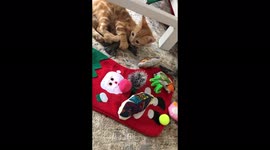 Foster kitten enjoys playing with her Christmas stocking on her first Christmas