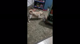 Cat doesn't want to play