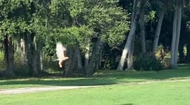 Hawk tries to grab a baby squirrel from his mother's mouth! Mother squirrel wins the day!!