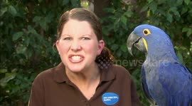 Eggs-citing: Massive Macaw bird is the largest parrot on earth