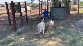 Having to wrestle a goat down to the ground to do treatment on her!