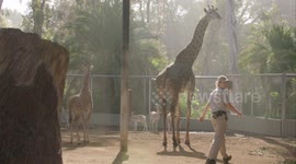 The First Weigh In for This Amazing Giraffe Calf Named Obi