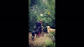 Dogs don't know how to react as their walker makes 'fart' noises with hands