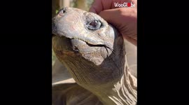 Massive Galápagos tortoise loves nice, warm cuddles