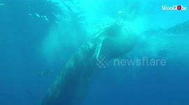 Divers capture incredible moment whale appears from nowhere to swallow bait ball