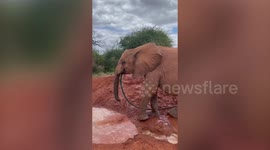 Amusing moment elephant drinks from a water hose LIKE A HUMAN