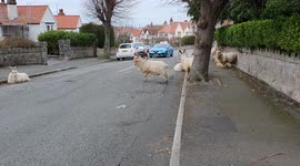 Officials considering round-up of wild goats in Welsh town after one killed by car