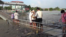 Temple visitors walk among FISH due to high river after rain in Thailand