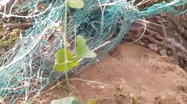 6-foot-long python gets entangled in net, rescued in eastern India